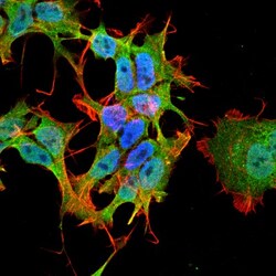 AHSA1 Antibody (4H9-D7), Novus Biologicals 0.025 mg, Unconjugated:Antibodies,